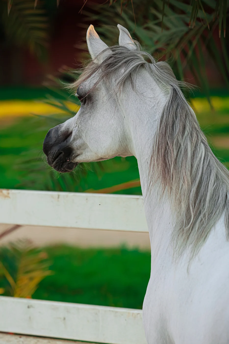 Equestrian portrait photography
